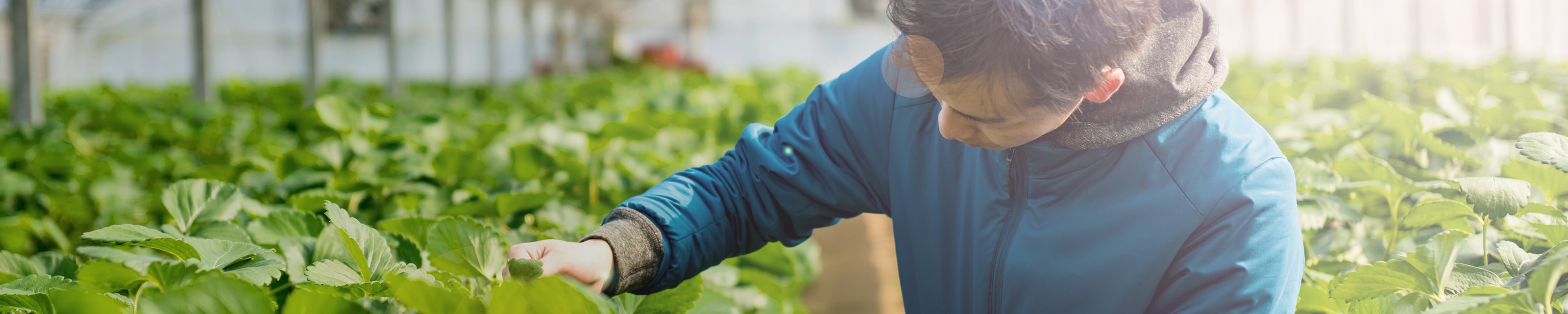 Young horticultarlist in a greenhouse