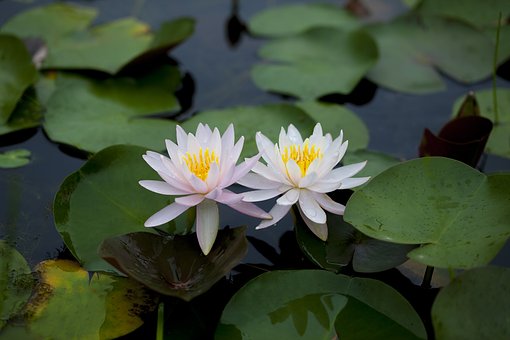 Hampshire Gardens Trust "Water in Motion Study Day" 3.10.2018