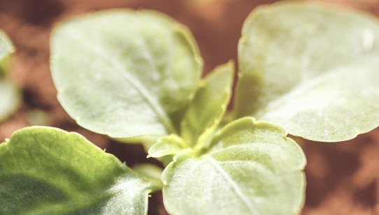 Close up of a seedling 