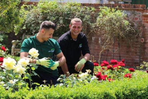 Two gardeners working in a rose bed