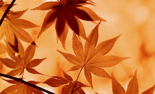 Acer Leaves 