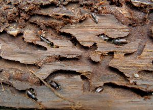 Adult eight toothed bark beetle tunnelling in bark