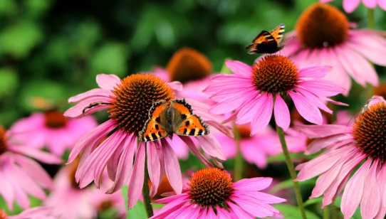 Butterfly on echinacea