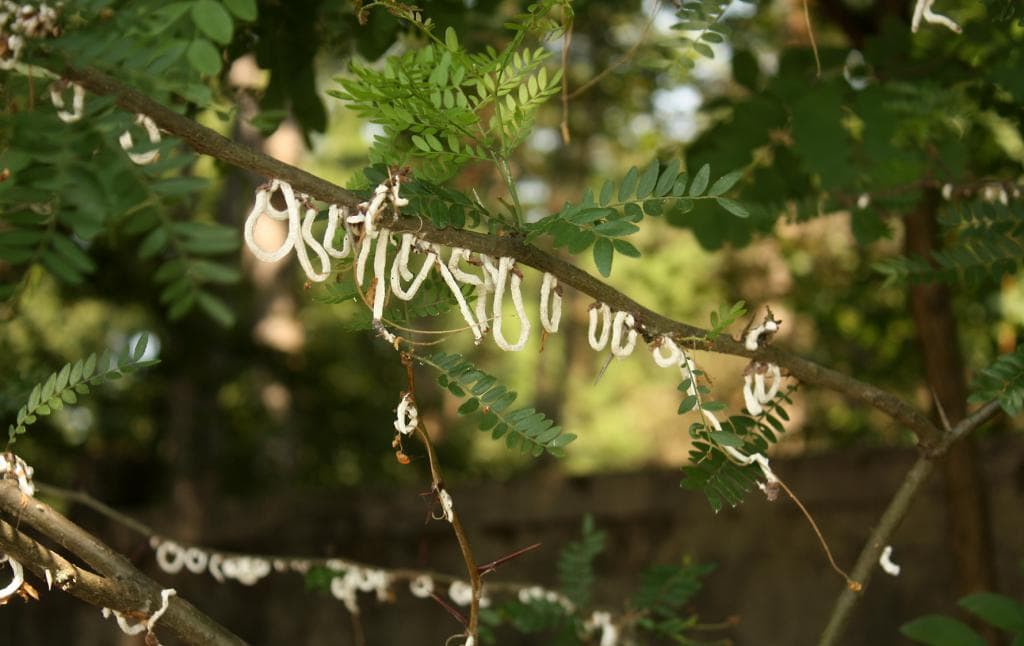 cotton stringy scale