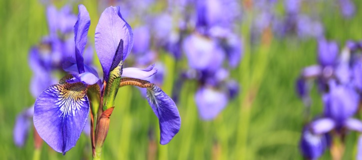 Blue irises in a meadow