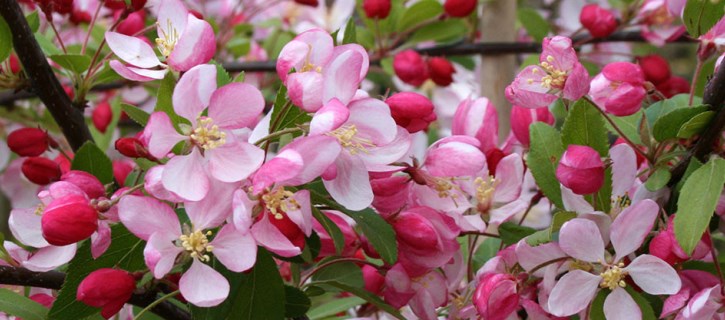 Malus floribunda flowers