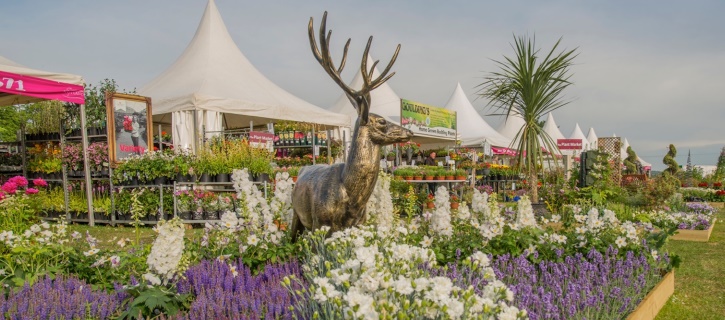 Displays of plants at Gardening Scotland