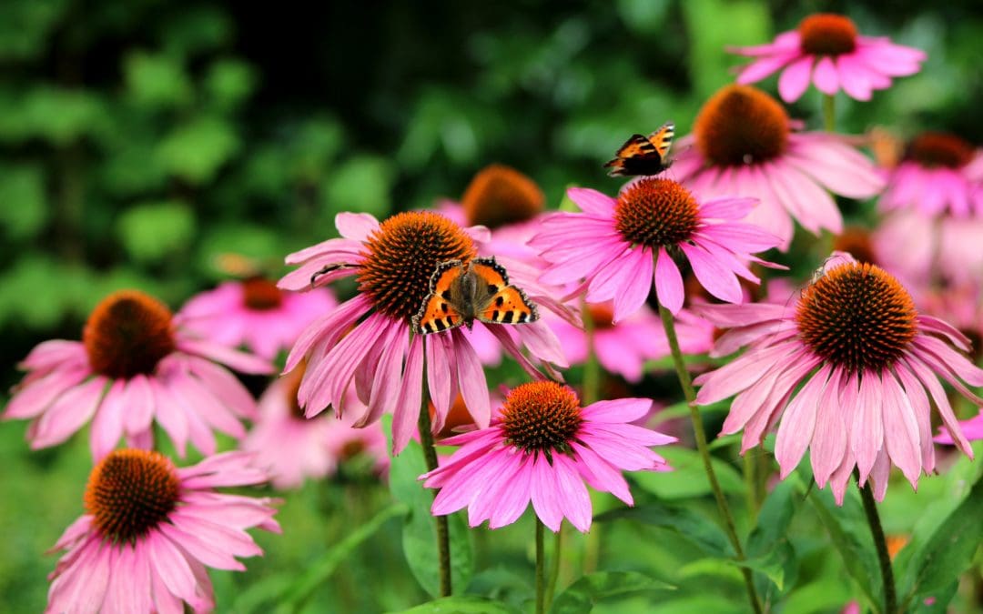 Butterfly on echinacea