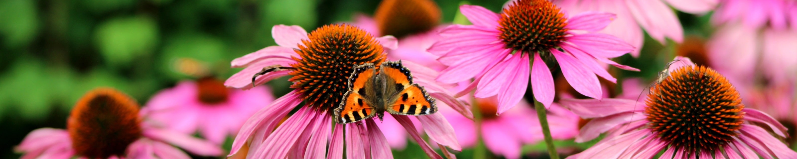 butterfly on echinacea