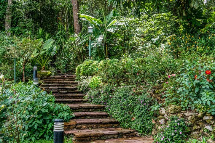 Stone steps in a garden
