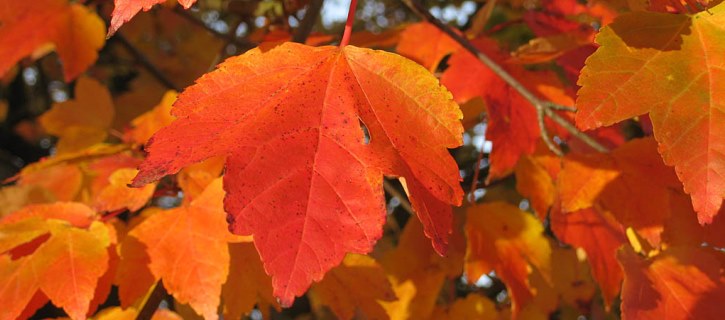 Red autumn leaves Acer rubrum October Glory