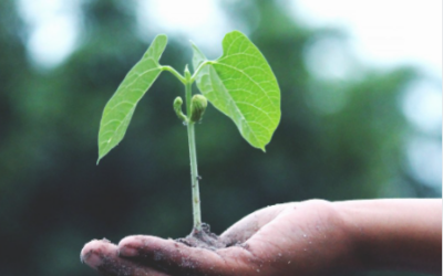 World Therapeutic Horticulture Day 2025