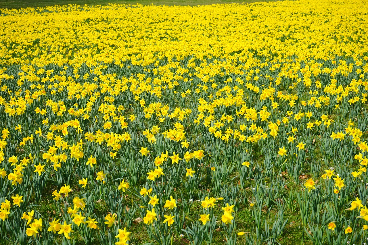Northern Ireland Heritage Gardens Trust - The World of Bulbs Conference